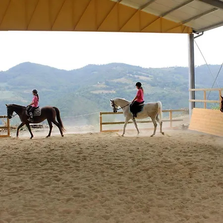 Girasole * Monte Santa Maria Tiberina