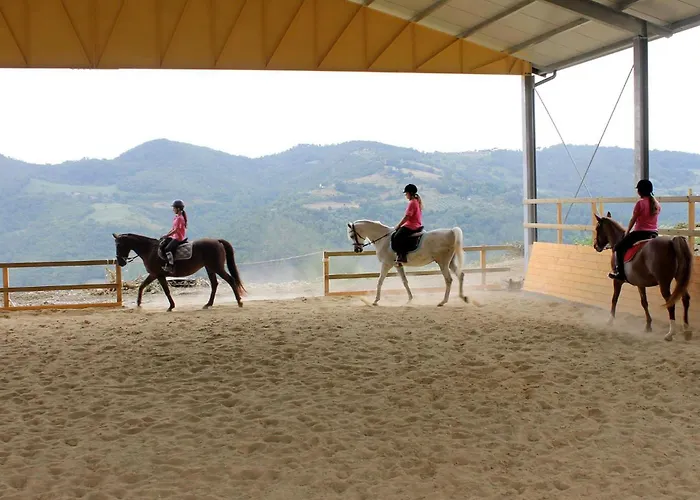 Girasole * Monte Santa Maria Tiberina